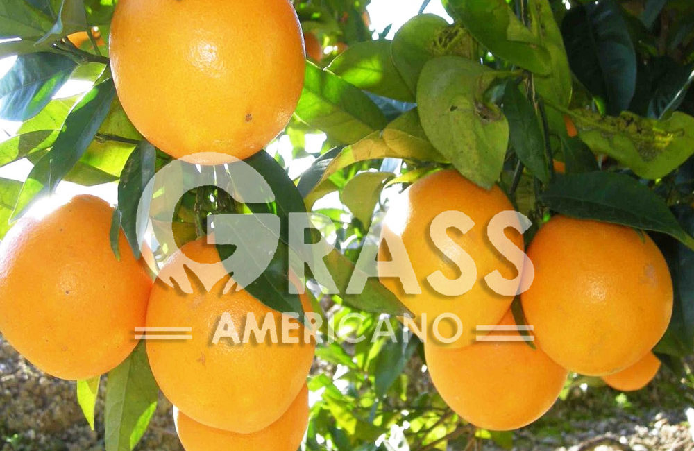 NARANJA