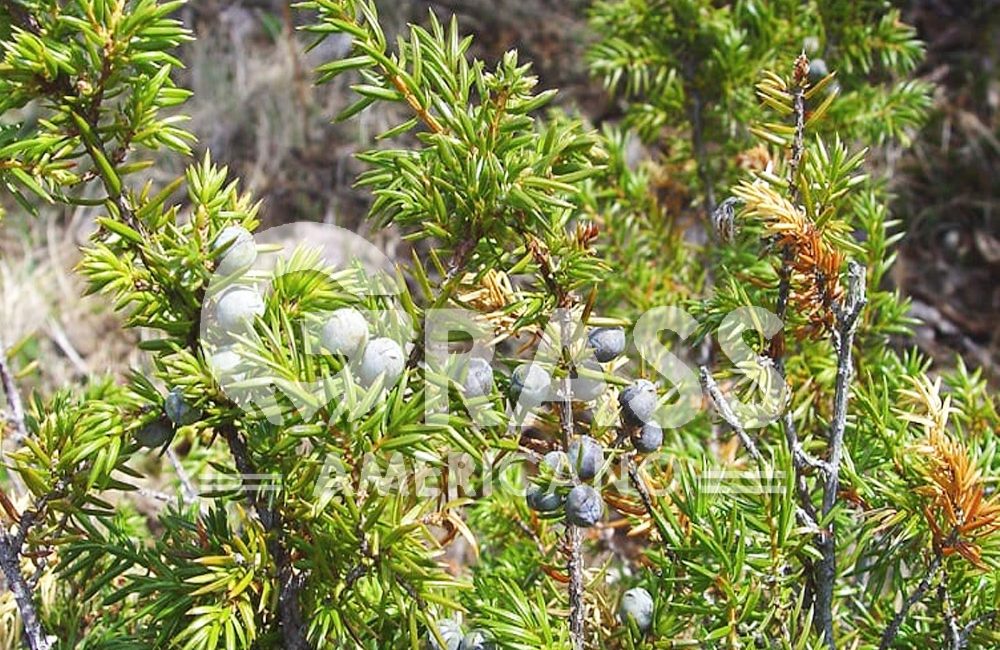 JUNIPERUS