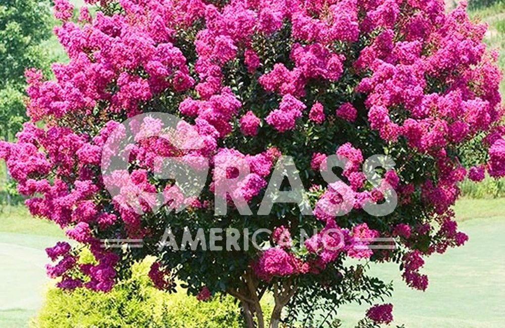 LAGERSTROEMIA