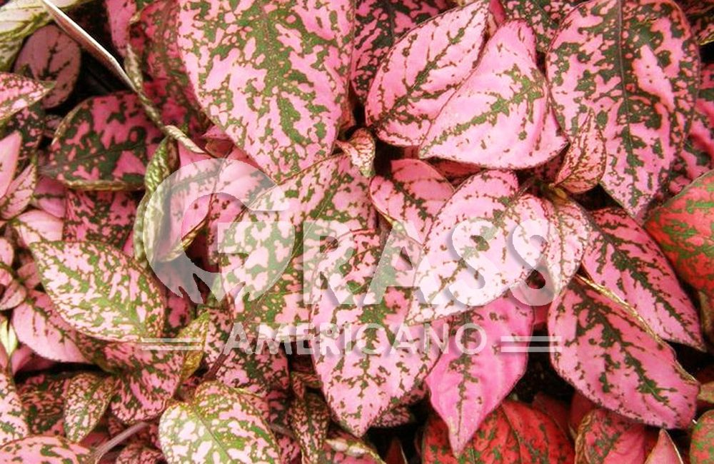 HYPOESTES
