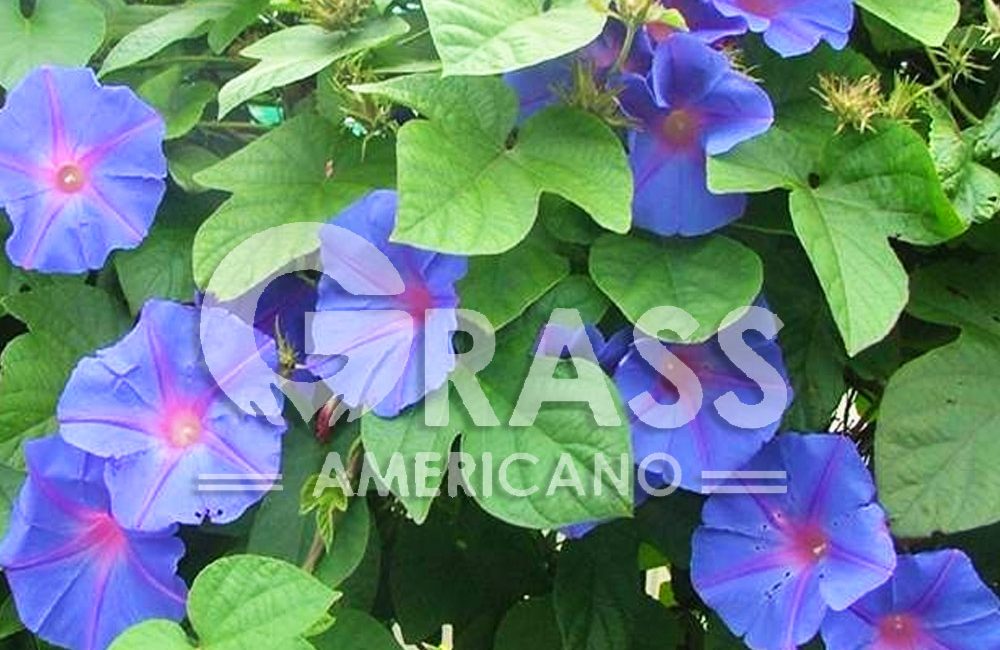 IPOMOEA