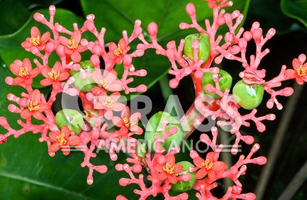 JATROPA