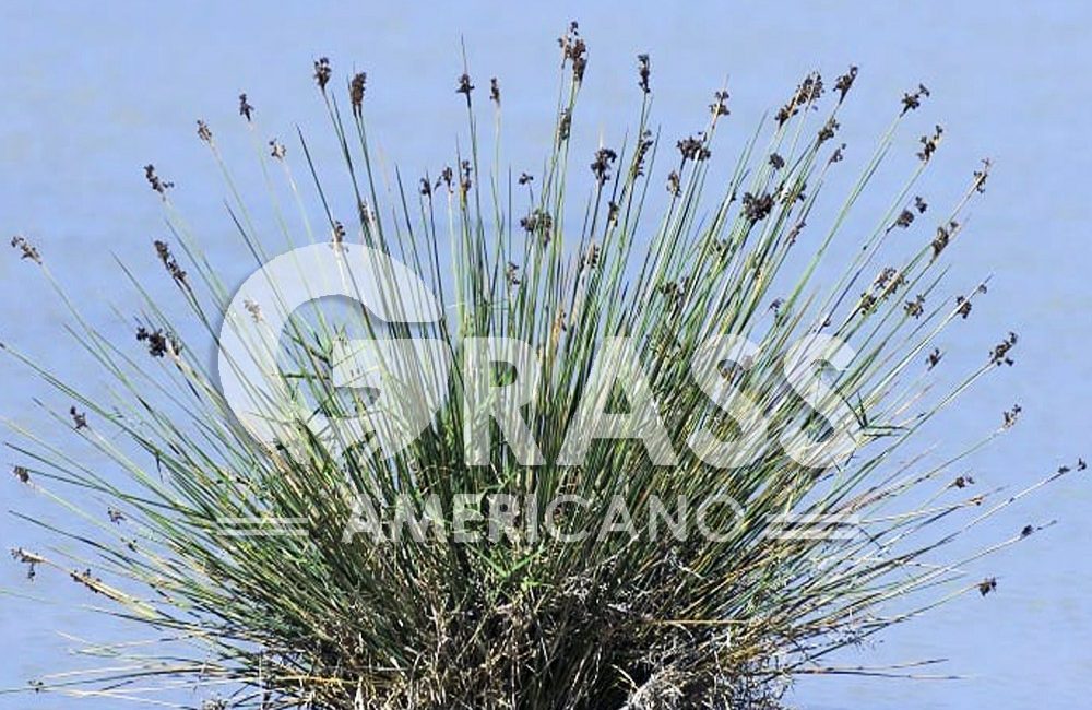 JUNCUS
