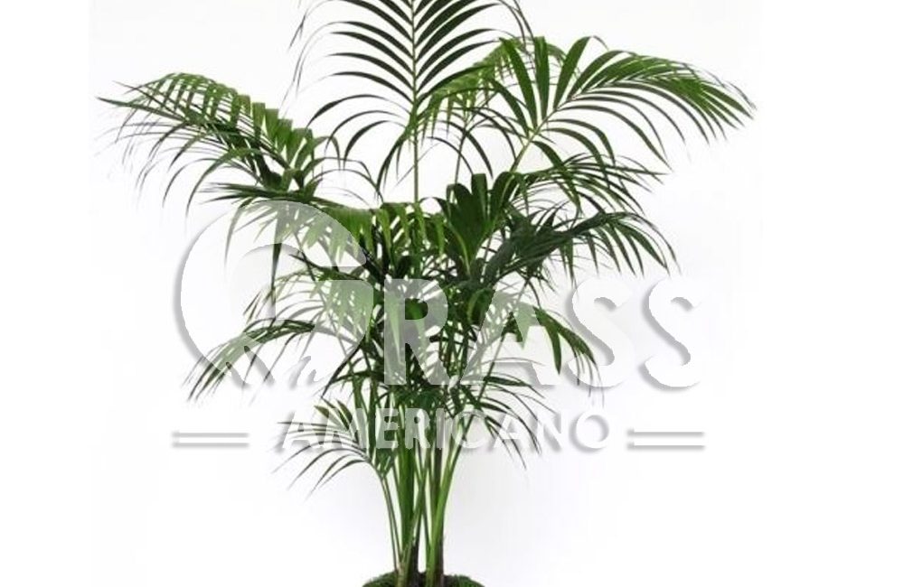 KENTIA