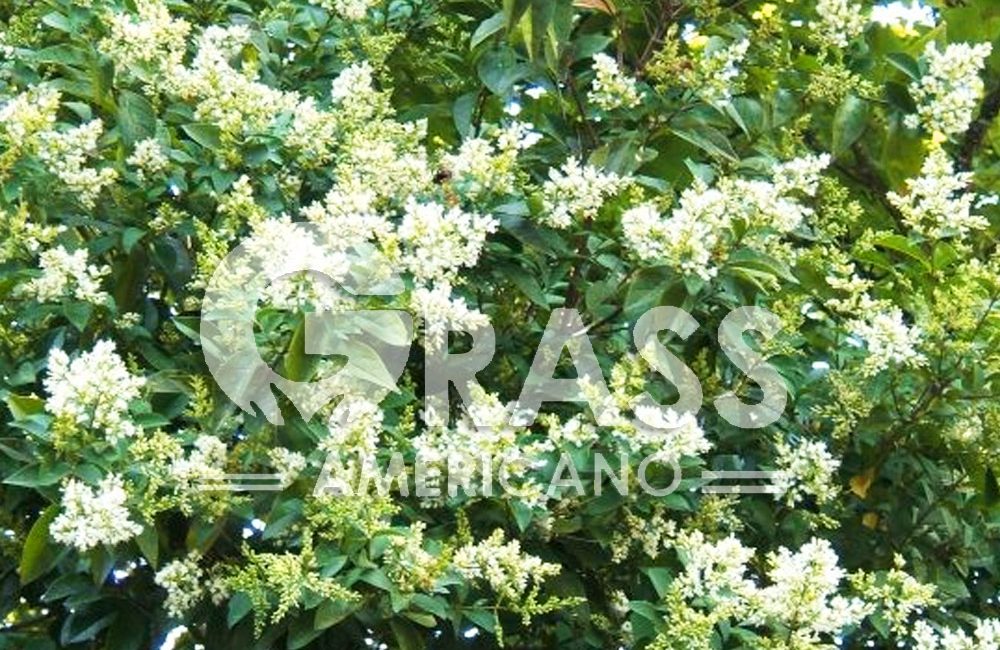 LIGUSTRUM