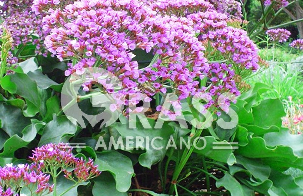 LIMONIUM