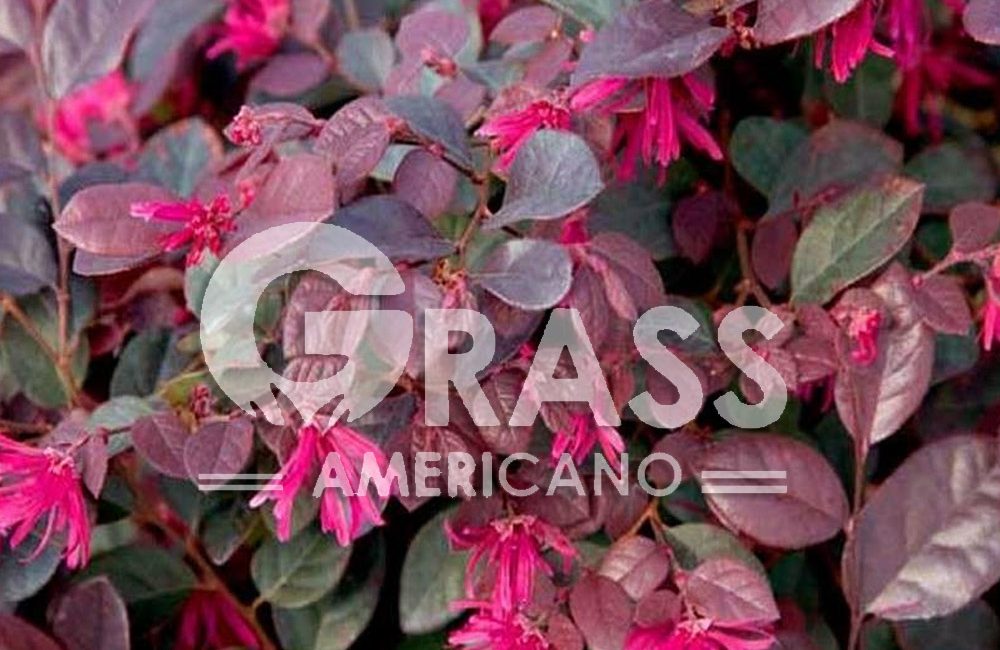 LOROPETALUM