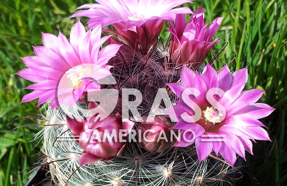 MAMMILLARIA