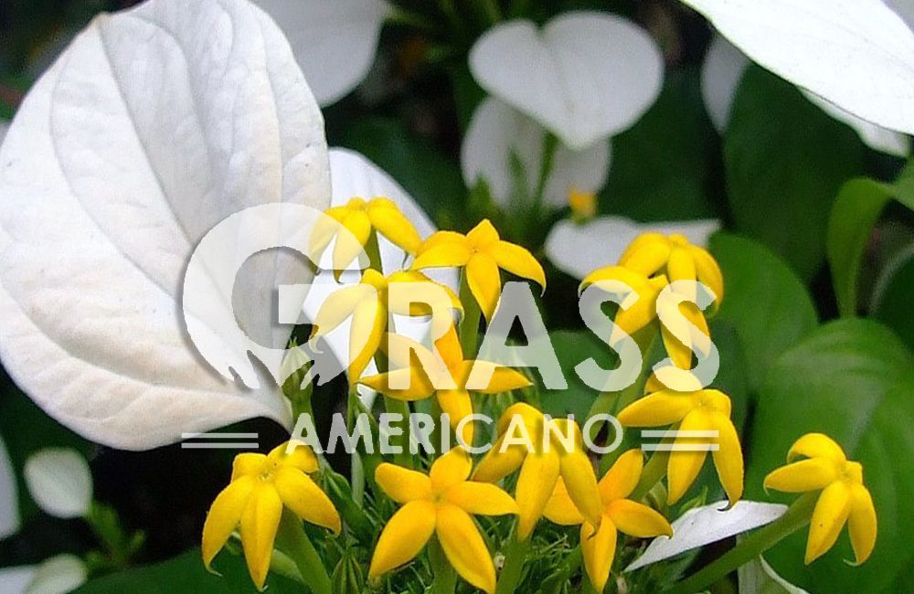 MUSSAENDA